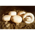 Tranches de champignons séchés à l&#39;air pas d&#39;additifs